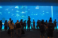 いおワールドかごしま水族館